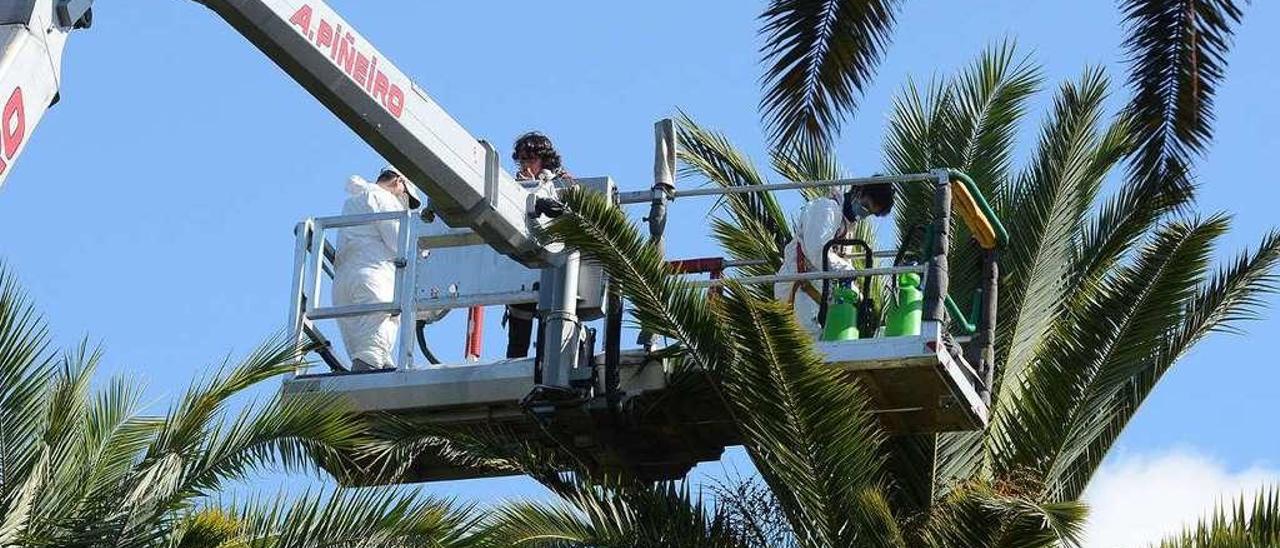 Ejemplares del parque de Las Palmeras en Pontevedra reciben tratamiento frente al picudo. // R. Vázquez