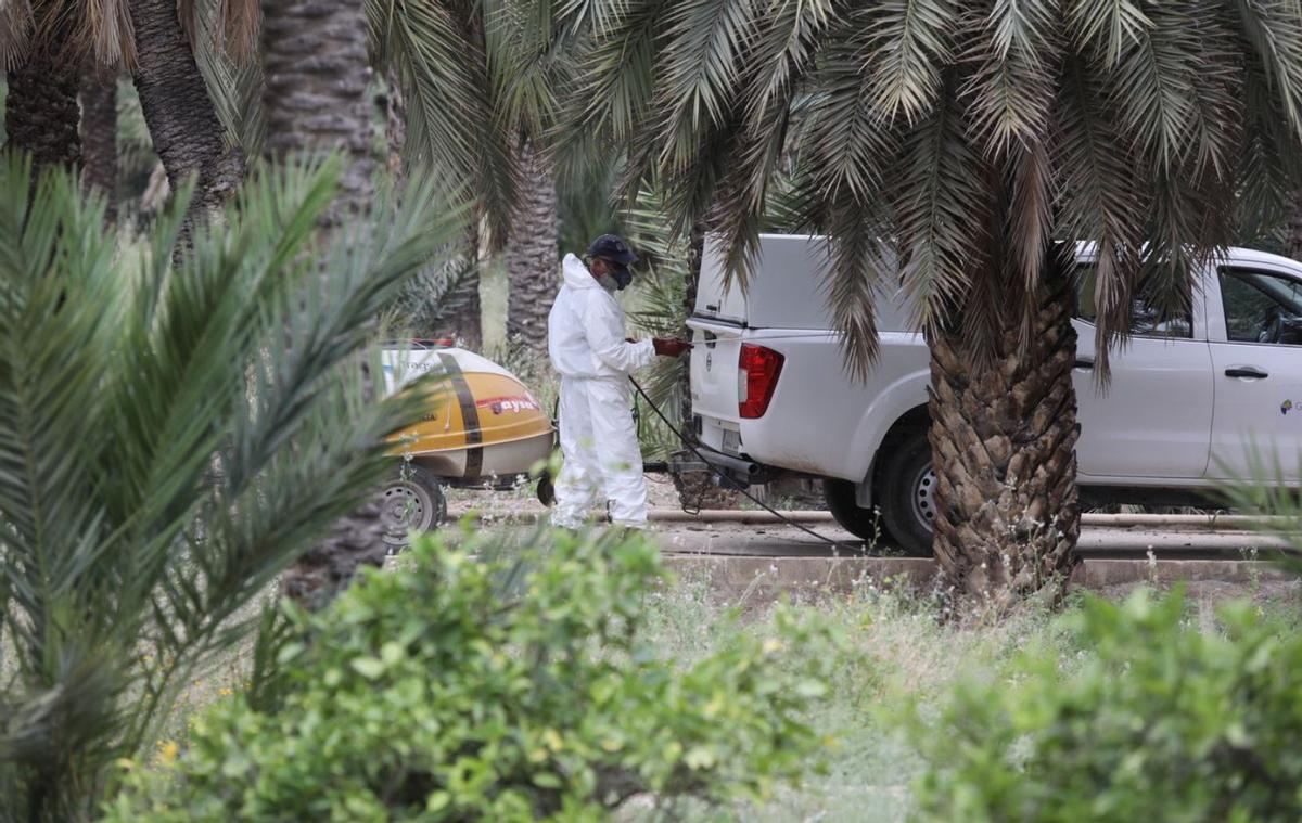 Fumigación de palmeras en Elche para evitar plagas.  | ANTONIO AMORÓS