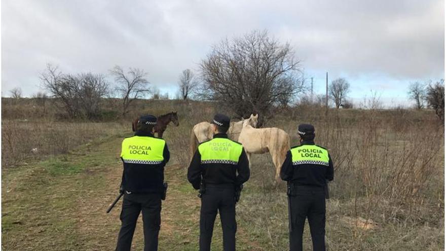 Localizados 6 caballos en mal estado que estaban sueltos cerca de Badajoz