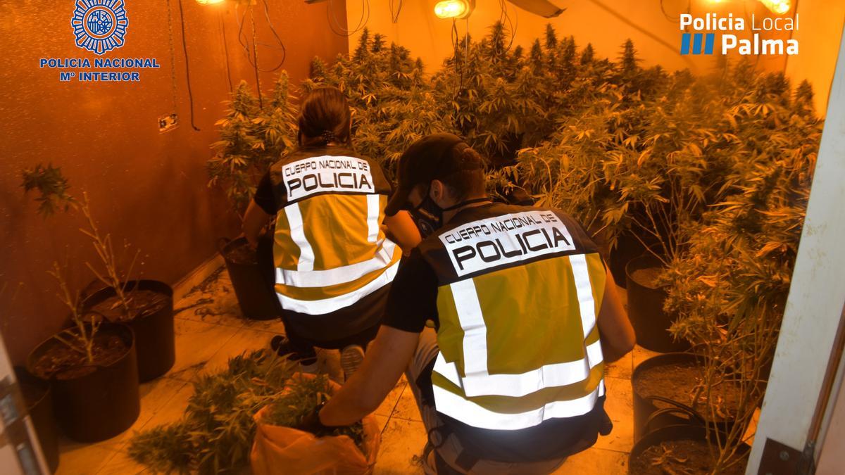 Agentes de Policía examinan una de las plantaciones desmanteladas esta semana.