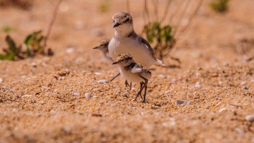 Aumenta un 20 % el número de parejas nidificantes de chorlitejo patinegro en las playas valencianas