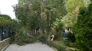 El temporal derriba árboles y vuela el techo de una terraza en Rute