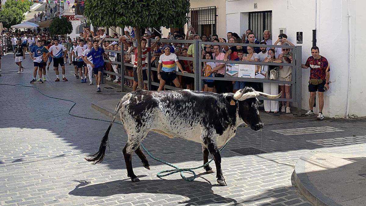 Celebración del toro de cuerda en Carcabuey, en la edición del pasado año 2025.