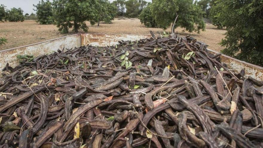 Más de 40 implicados en el robo masivo de algarrobas en el Valle del Guadalhorce