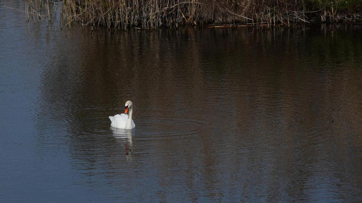 Contabilizan más de 17.000 aves en el censo invernal de los espacios naturales protegidos de Baleares