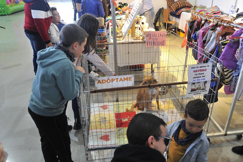 Las mejores imágenes de Expocachorro 2018 en IFA