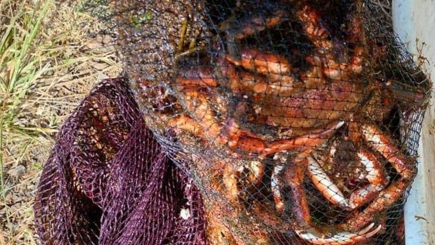 La Policía intercepta un furtivo con 13 kilos de centolla en Meira
