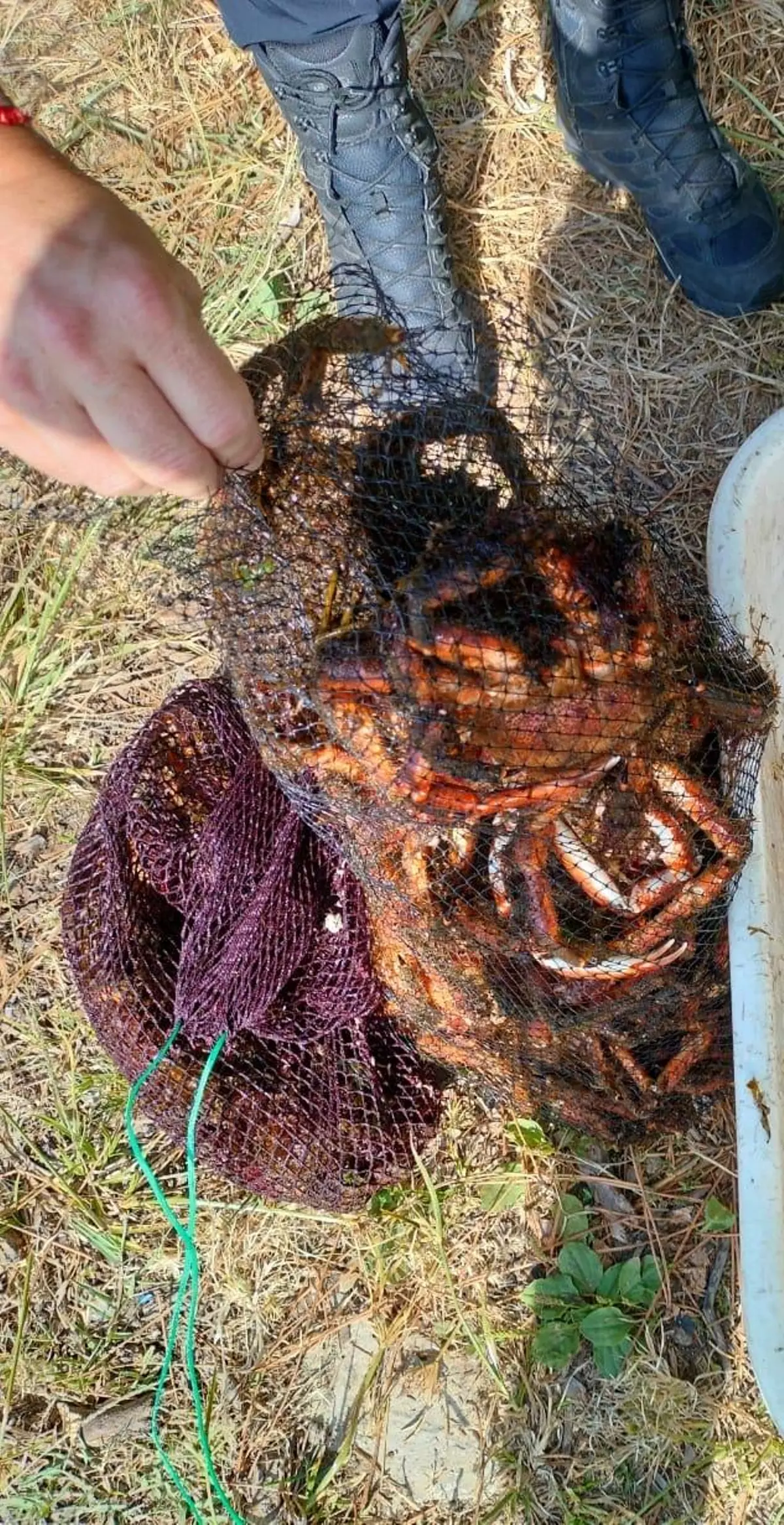 La Policía intercepta un furtivo con 13 kilos de centolla en Meira