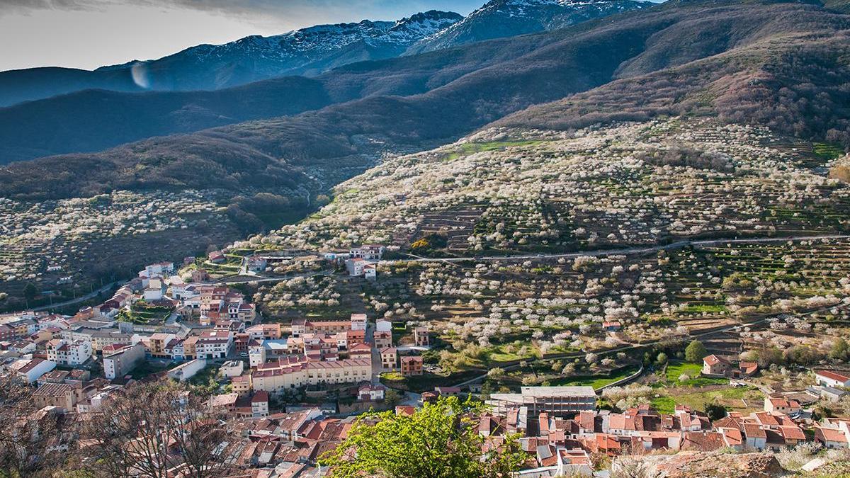 Más de millón y medio de cerezos inician su periodo de floración en el Jerte