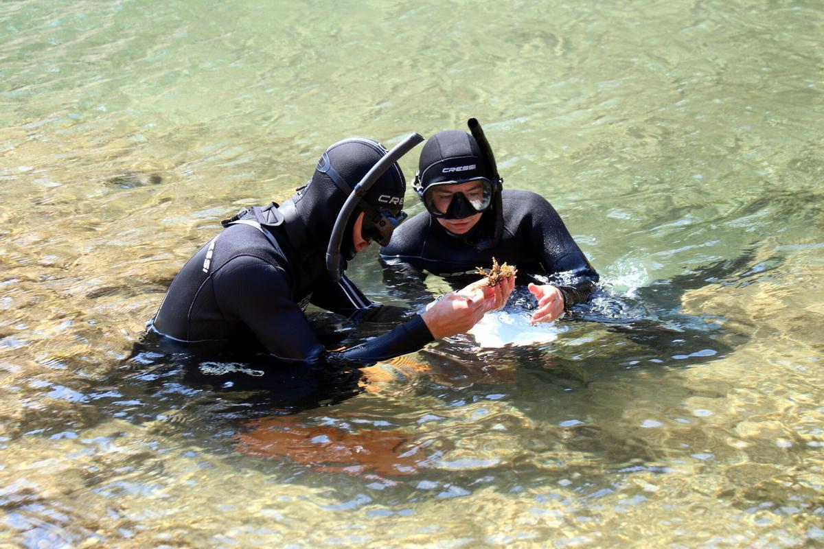 Els tècnics de camp del CEAB inspeccionant l'estat d'un alga a la Cala Bona de Tossa de Mar