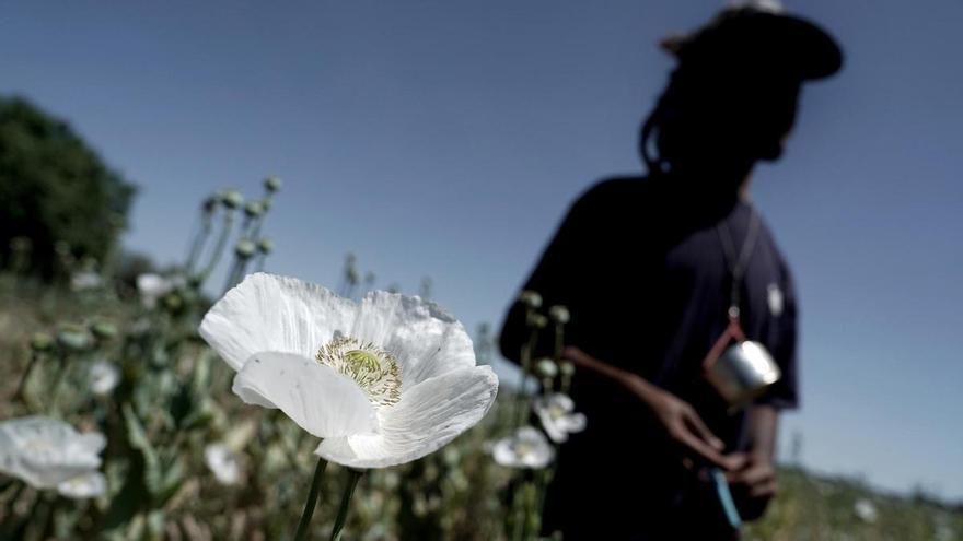 Nómadas de toda Europa cosechan el peligroso opio silvestre 