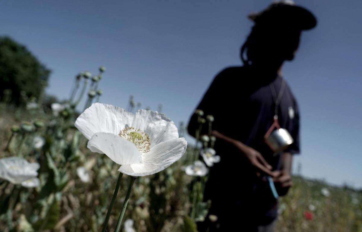 Nómadas del opio cosechan en campos de Toledo.