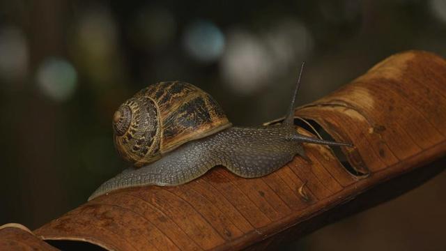 La especie ‘Cornu aspersum’ es abundante en las Pitiüses. / CAT