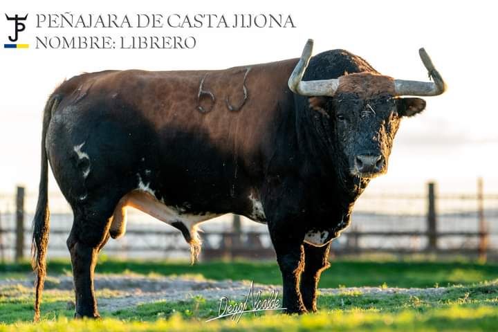 Los toros del Concurso Goyesco de Recortes de València