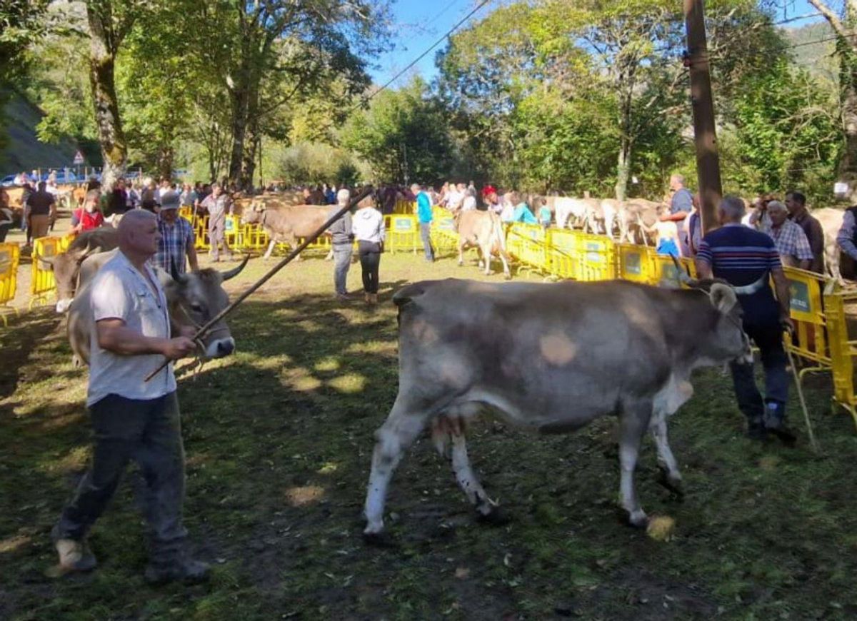 Los ganaderos con sus vacas en la pista del concurso. | LNE