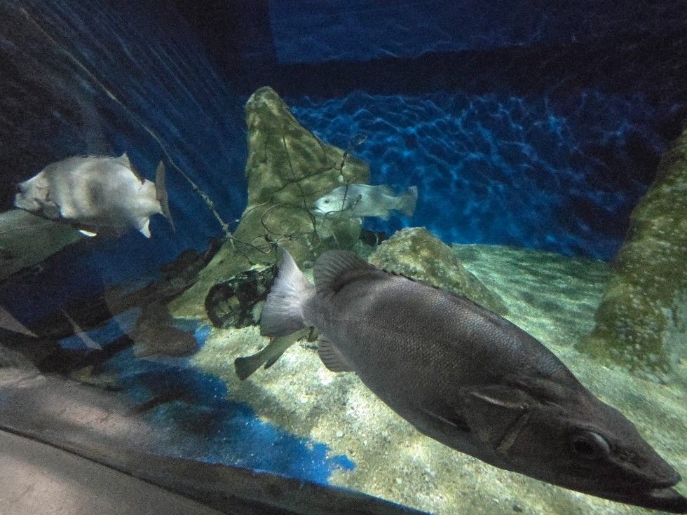 Las instalaciones del Acuario O Grove, en Punta Moreiras.