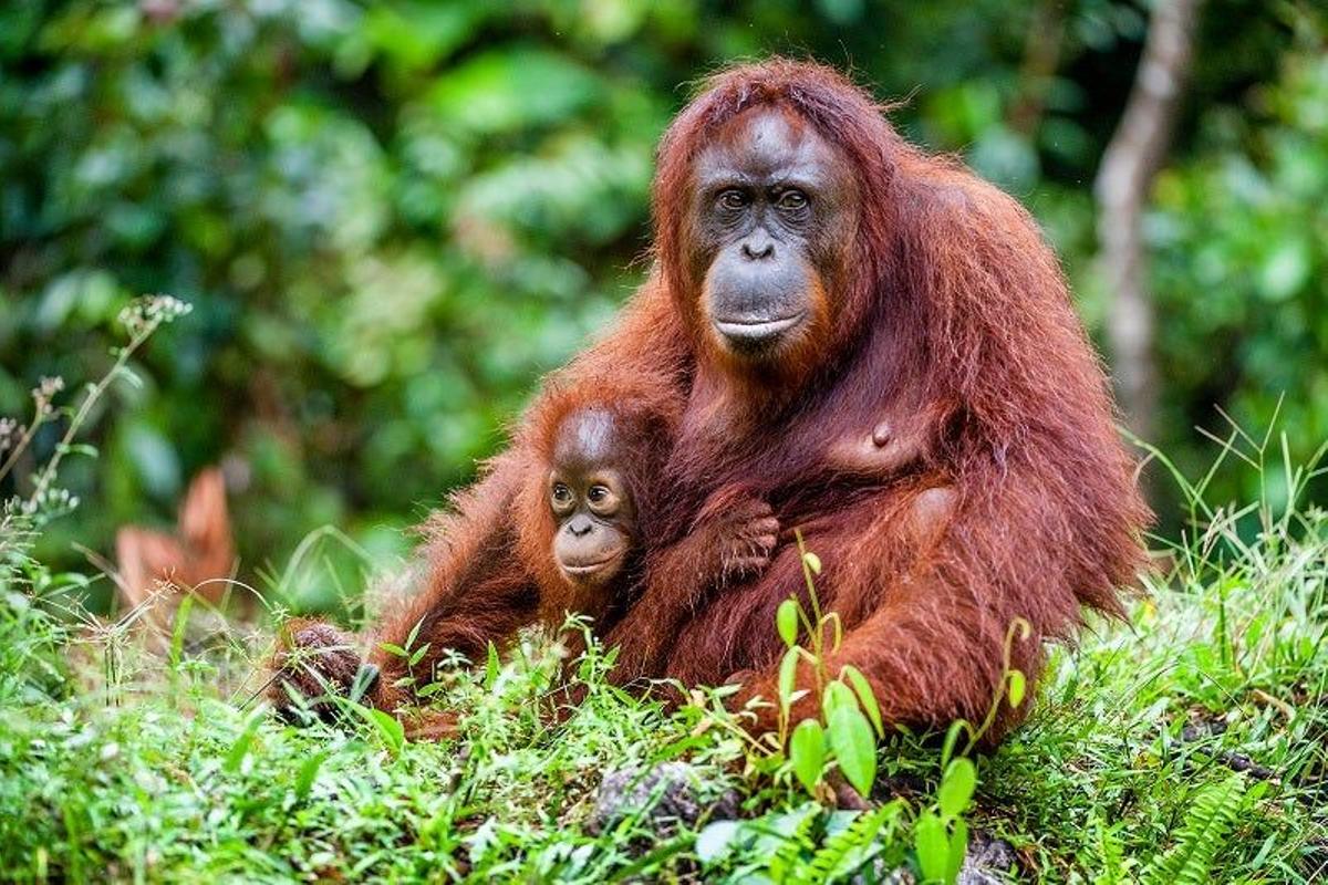 Crucero por Borneo con avistamiento de orangutanes