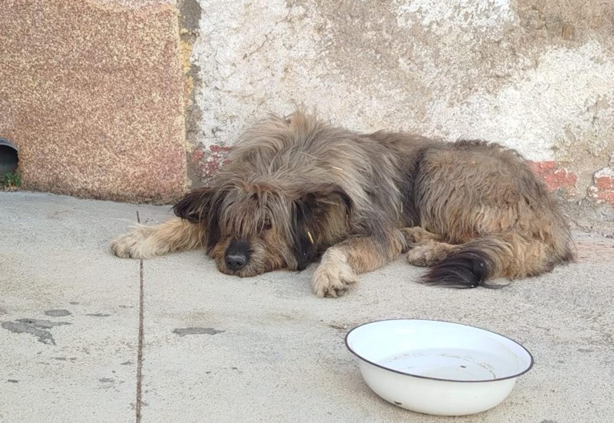 Vistabella cuidó a Tarantán, un perro pastor perdido.  | SERVICIO ESPECIAL