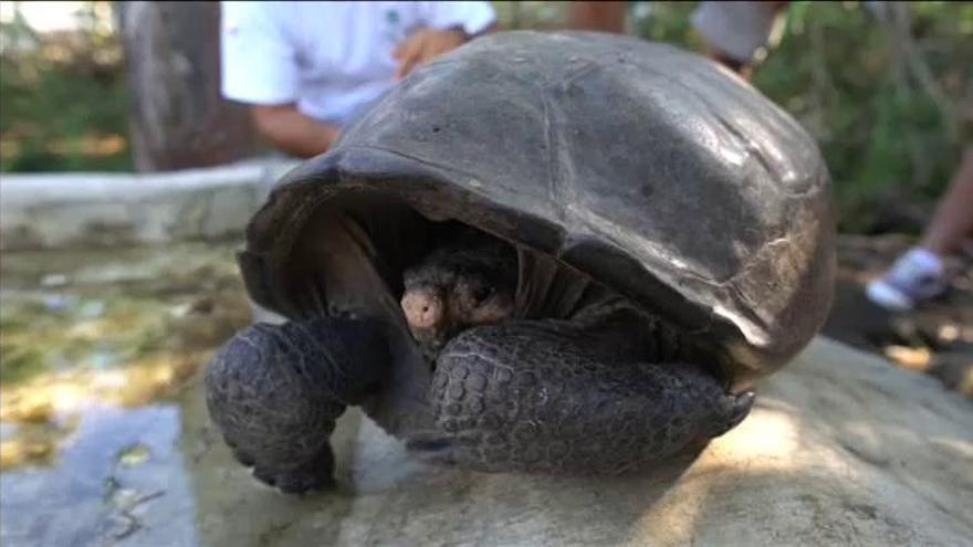 Encuentran a una tortuga que se creía extinguida hace un siglo