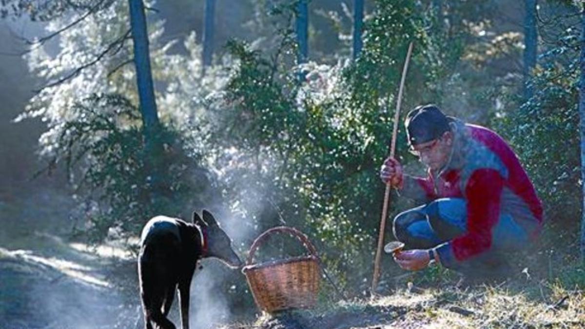 Un aficionado, acompañado por un perro, observa un robellón recién encontrado en un bosque de Les Lloses (Ripollès), el sábado pasado.