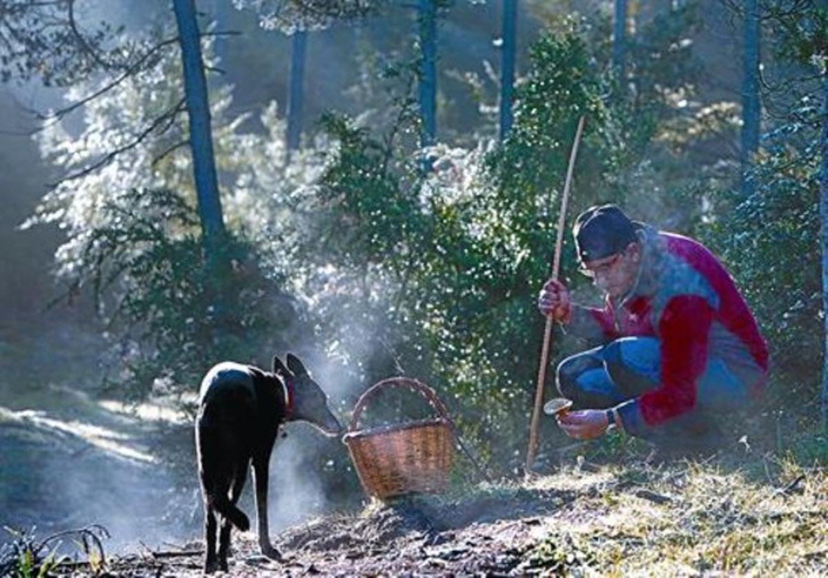 Un aficionat, acompanyat per un gos, observa un rovelló acabat de trobar en un bosc de les Lloses (Ripollès), dissabte passat.