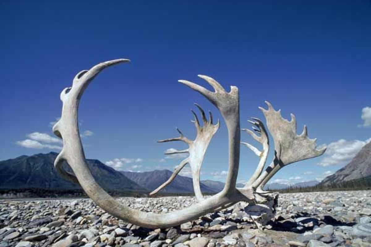 Coramenta de un reno en el Territorio Yukon