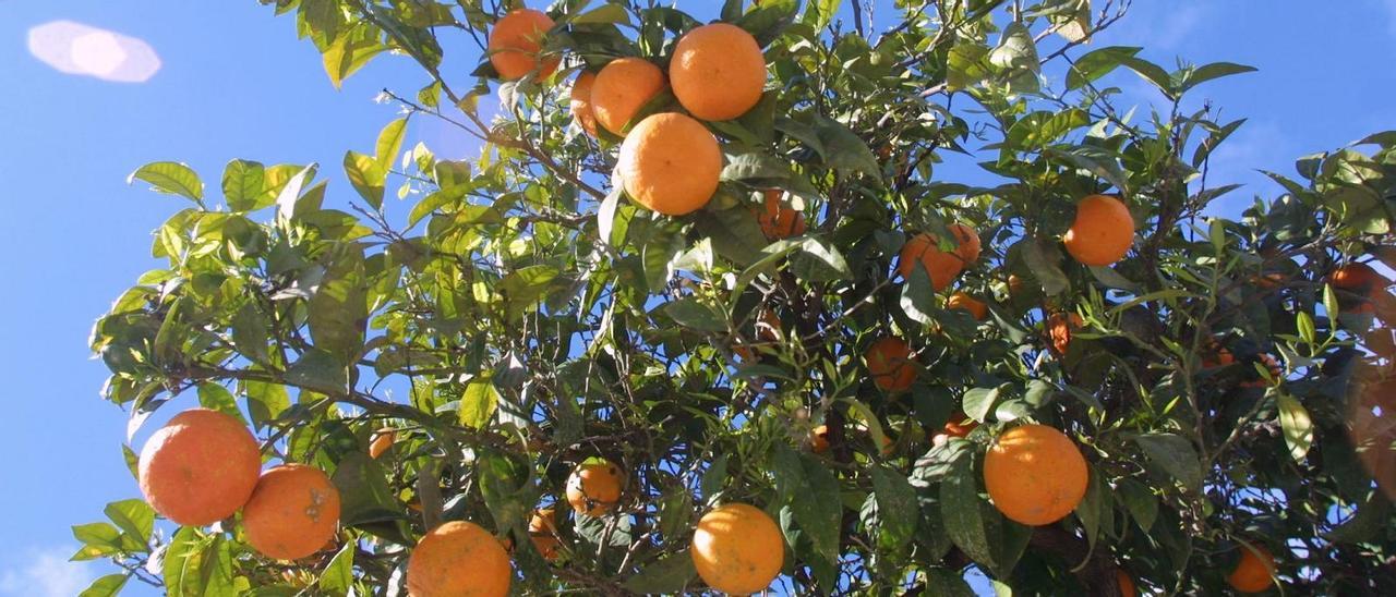 Naranjas en Málaga.