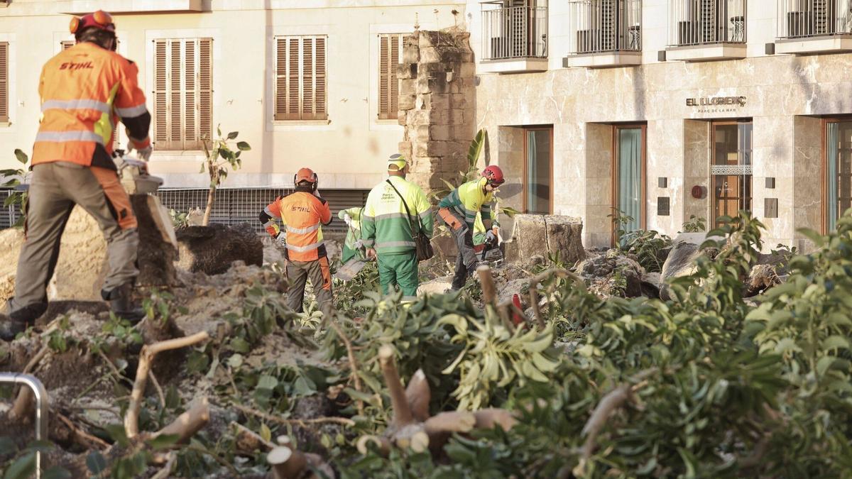 Der Kahlschlag auf der Stadtmauer: 17 Ombubäume wurden an der Plaça Llorenç Villalonga in Palma gefällt.