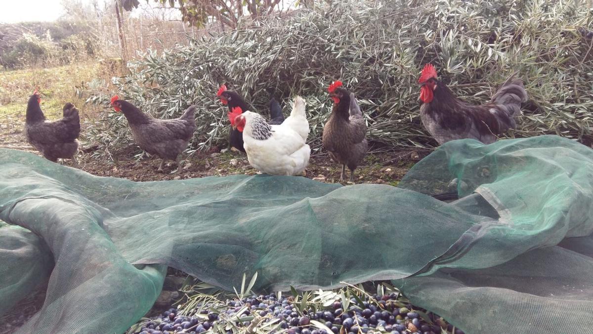 Un corral de gallinas. En Benavente se aplica desde hoy una orden de confinamiento.