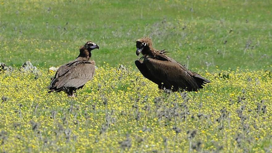 70 expertos de 25 países estudian la conservación de los buitres en Monfragüe