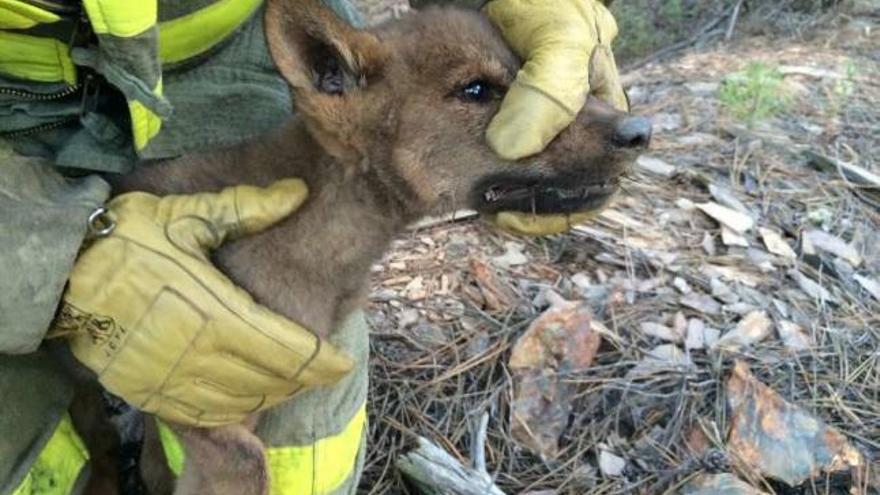 Un forestal recoge a animal para su traslado a Robledo.