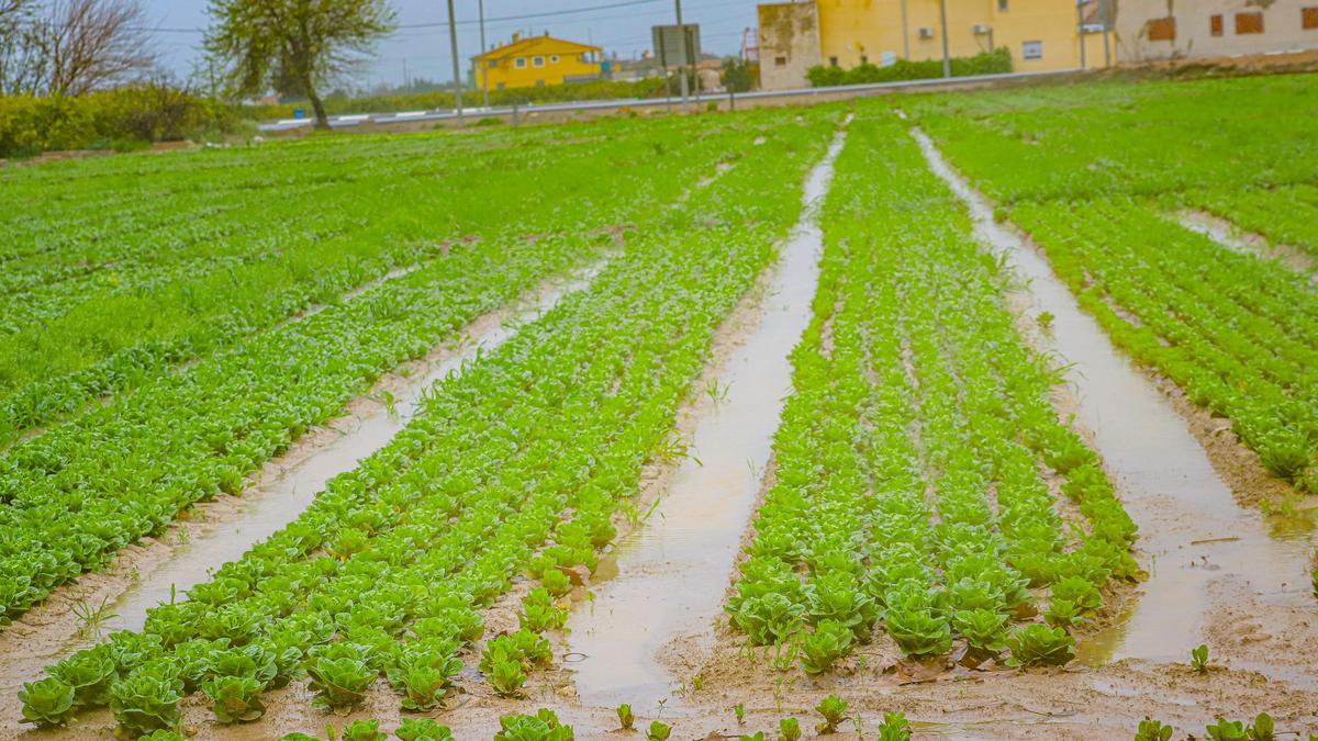 Tierras de cultivo anegadas en la Vega Baja tras las lluvias
