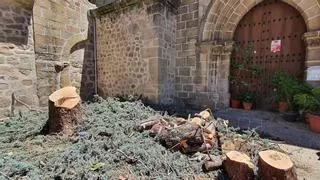 Talan los dos pinos anexos a una iglesia en Plasencia