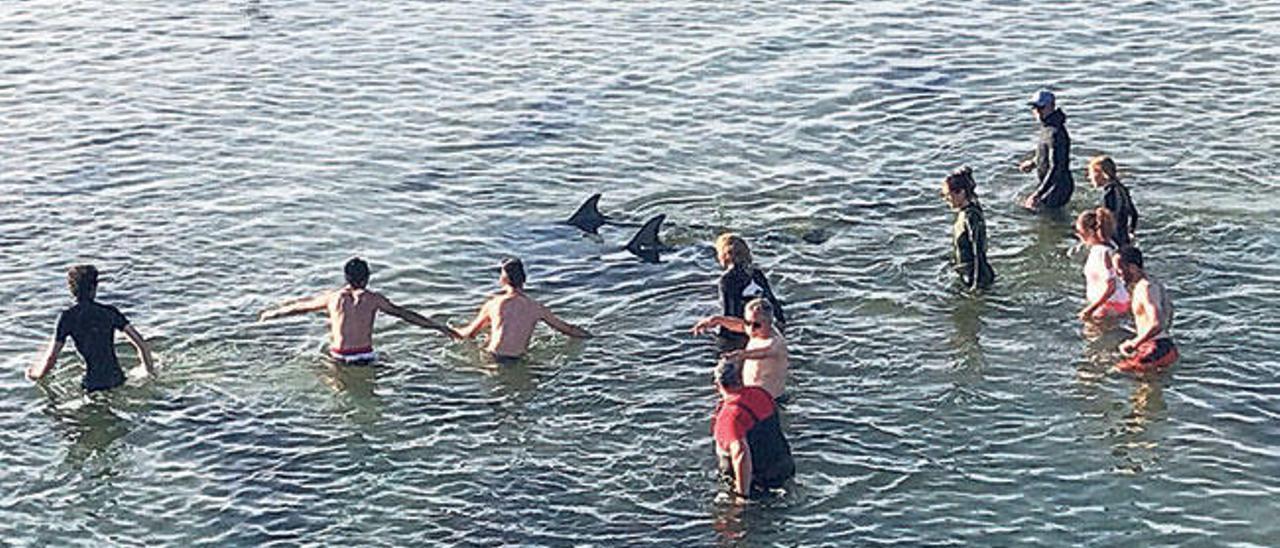 Voluntarios y miembros del instituto para el Estudio de los Delfines Mulares ayudan a los cetáceos. // Muñiz