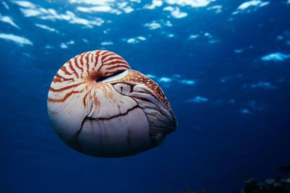 Nautilus son grandes moluscos cefalópodos que viven en pocas profundidades