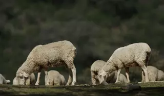 Seis provincias andaluzas tienen casos de lengua azul confirmados