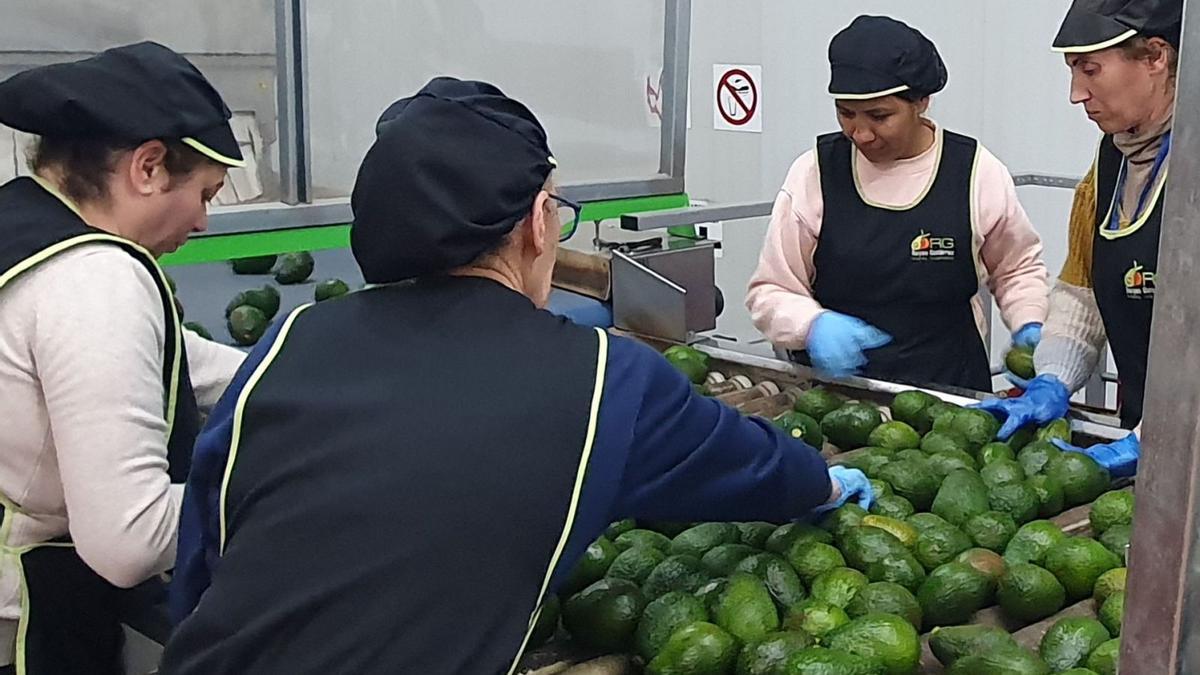 La firma veleña Reyes Gutiérrez es una de las más importantes dentro del sector agroalimentario en toda la provincia de Málaga.