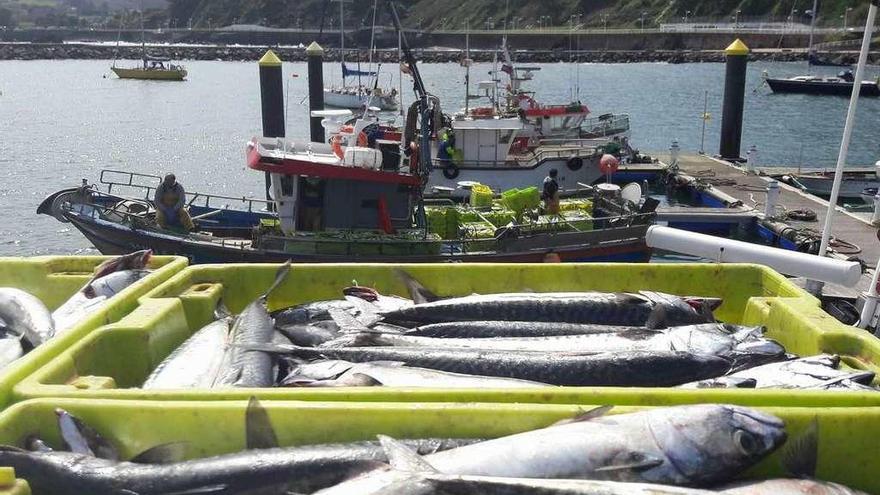 Las cajas repletas de caballa en el puerto de Avilés. // José González Leiro