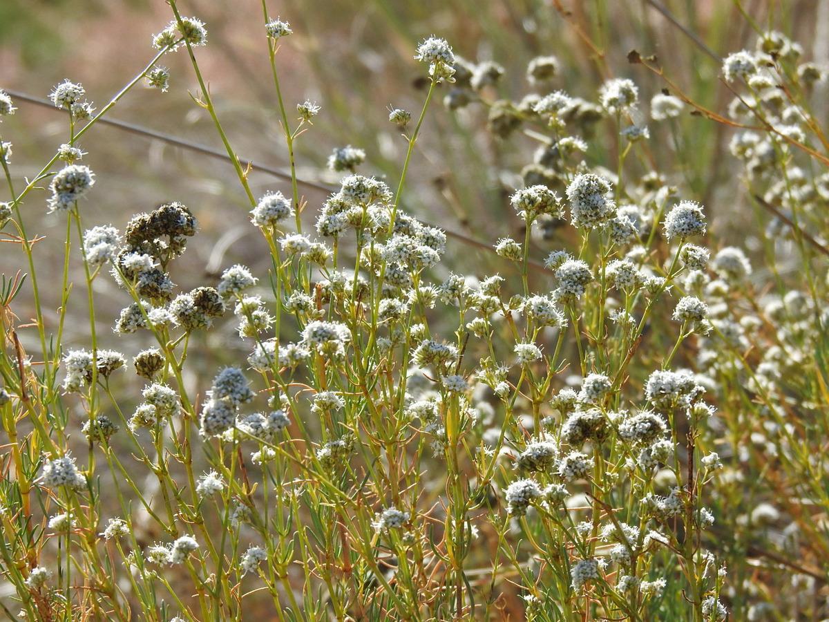 Gypsophila struthium