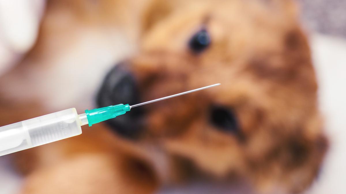 Protege a tu mejor amigo: todo lo que necesitas saber sobre la vacuna contra la leishmaniasis
