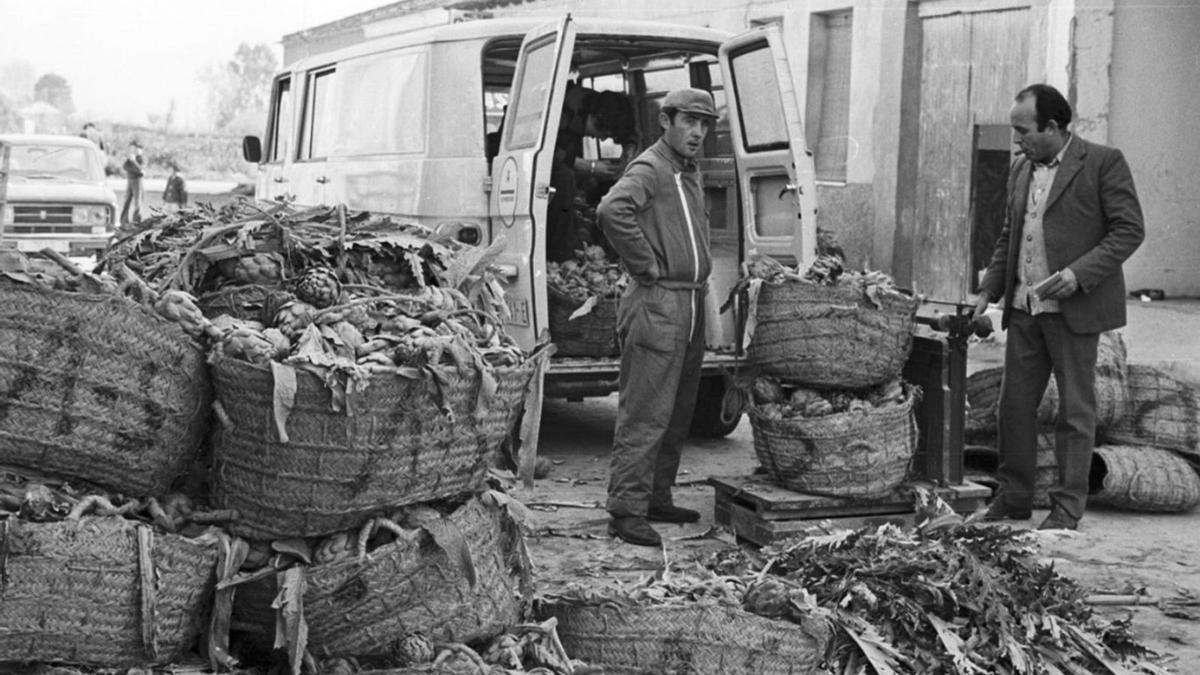 Agricultores de la Vega Baja en la temporada de alcachofa en una imagen de 1974. | PERFECTO ARJONES