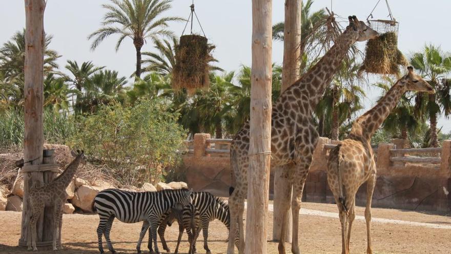 Las jirafas son los animales terrestres más altos que existen