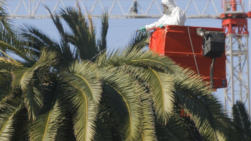 Un operario fumiga una palmera para intentar controlar la plaga del picudo rojo en una foto de archivo