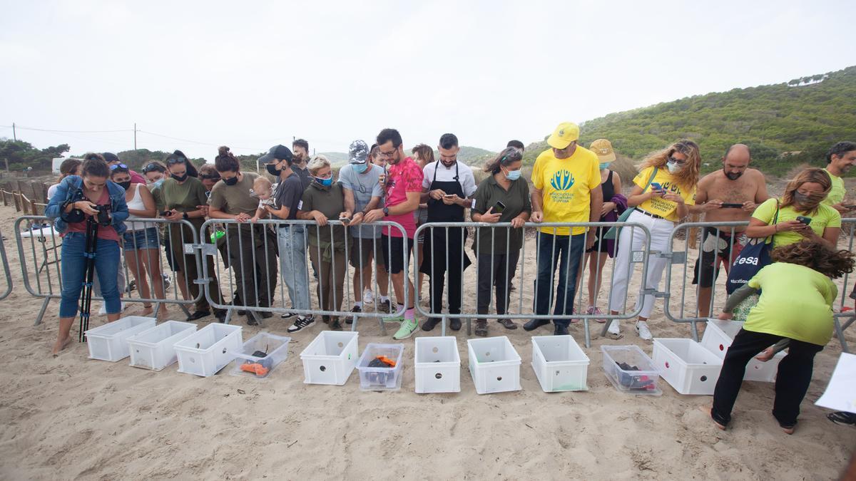 Liberación de tortugas en es Cavallet.