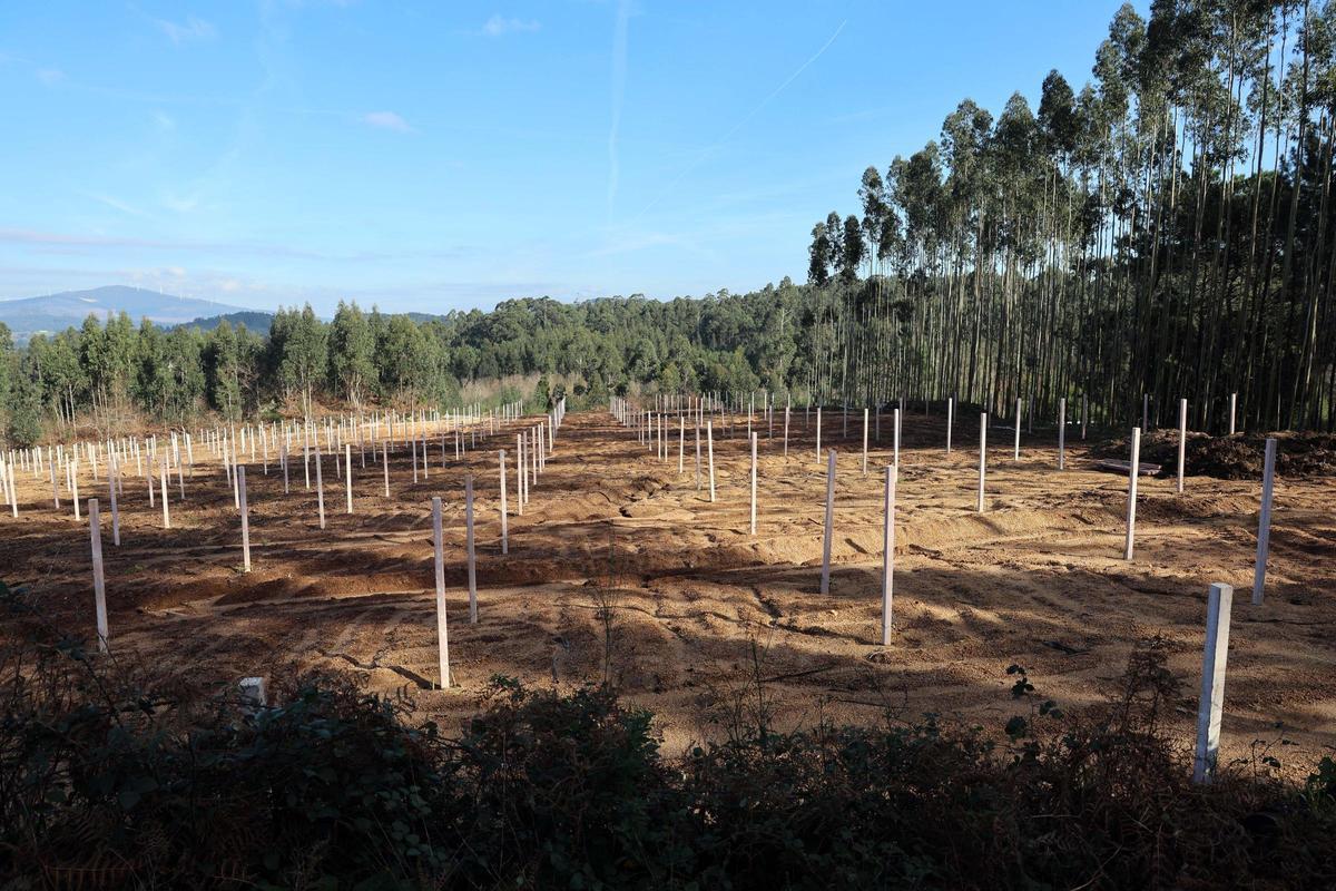Nuevas plantaciones en Zacande (Meis).