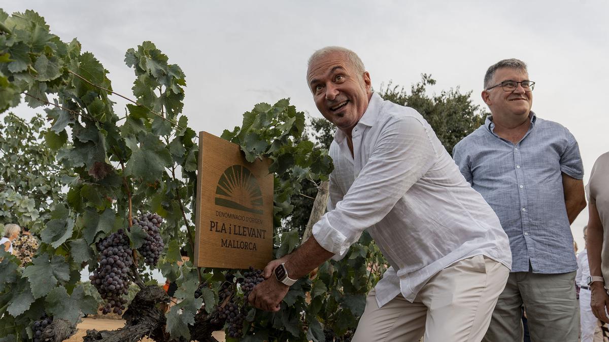 Agustín Martínez «El Casta», vendimiador de honor, cortando los primeros racimos de uva en la bodega Vins Can Coleto, en Petra.