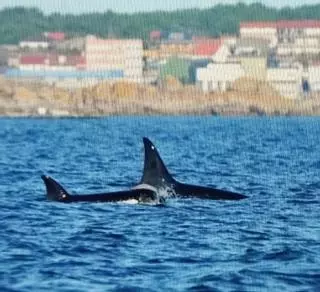 Alerta y máxima vigilancia en las Rías Baixas tras detectarse la entrada de orcas en Arousa