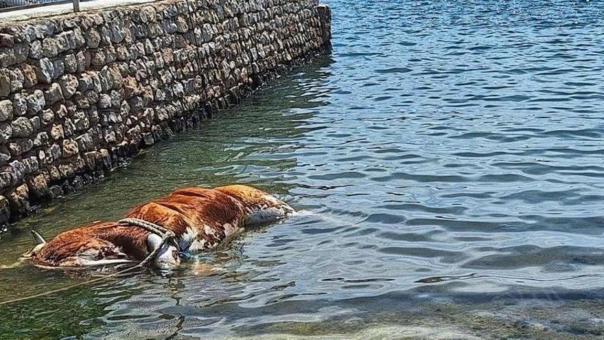 Aparece un buey flotando en el puerto de Ibiza