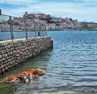Aparece un buey muerto flotando en el puerto de Ibiza