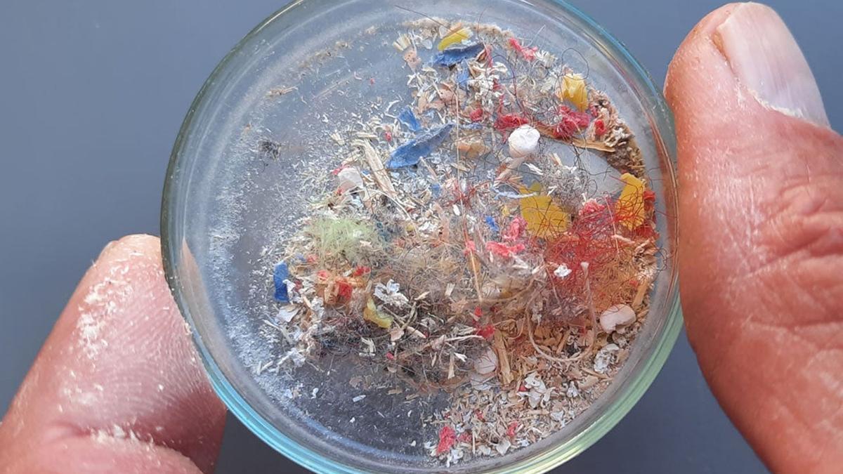 MICROPLÁSTICOS E HÍGADO | La contaminación por plástico ya es, ante todo, un problema de salud, alertan los científicos